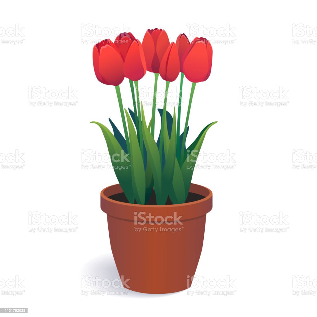 Detail Gambar Bunga Tulip Dalam Pot Nomer 21