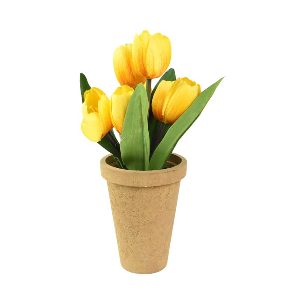 Detail Gambar Bunga Tulip Dalam Pot Nomer 25