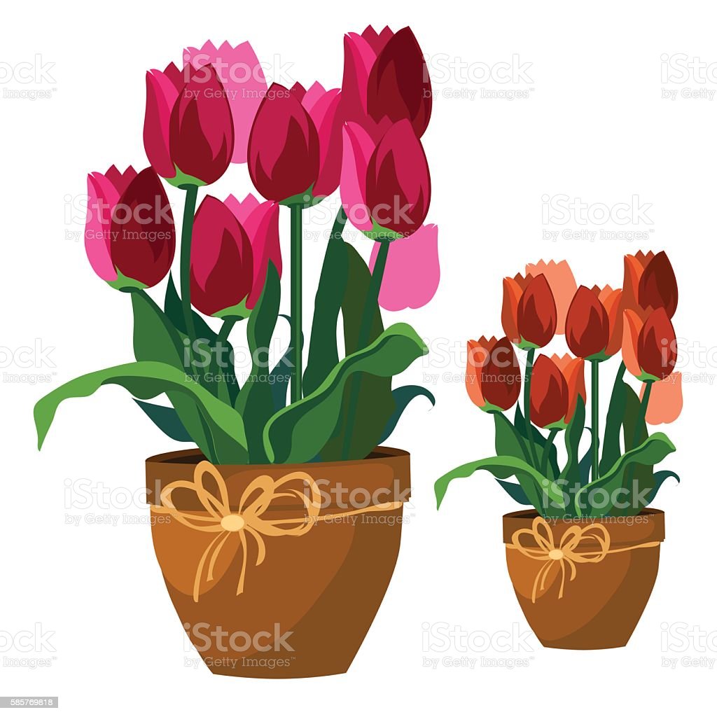 Detail Gambar Bunga Tulip Dalam Pot Nomer 30