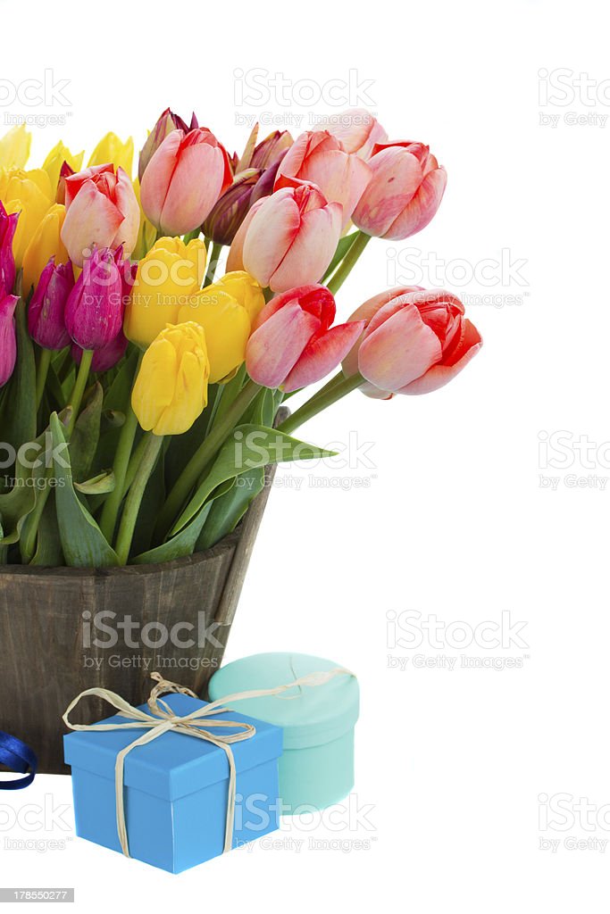 Detail Gambar Bunga Tulip Dalam Pot Nomer 35