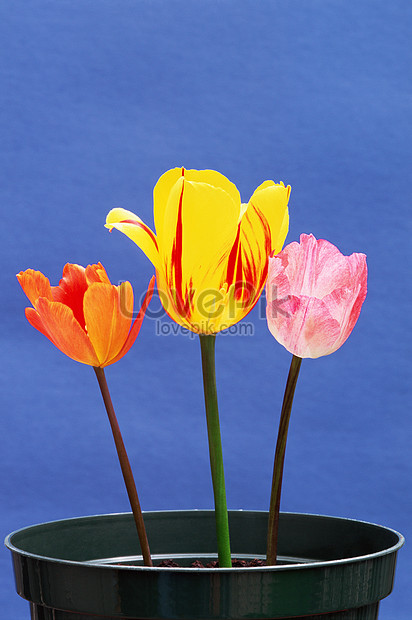 Detail Gambar Bunga Tulip Dalam Pot Nomer 37