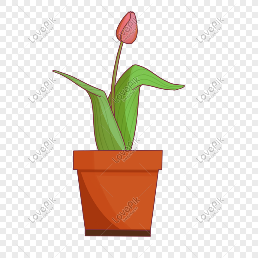 Detail Gambar Bunga Tulip Dalam Pot Nomer 39