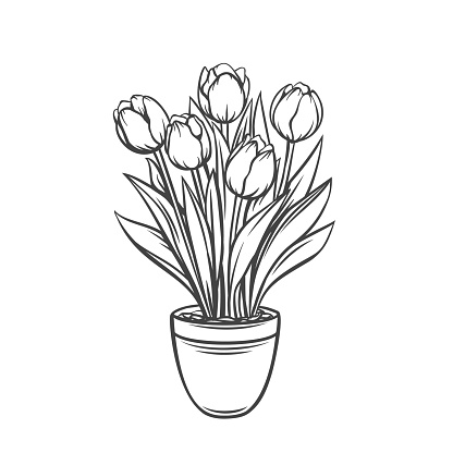 Detail Gambar Bunga Tulip Dalam Pot Nomer 42