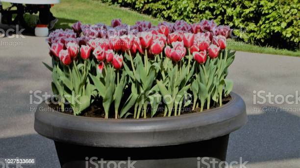 Detail Gambar Bunga Tulip Dalam Pot Nomer 43