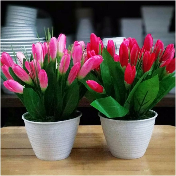 Detail Gambar Bunga Tulip Dalam Pot Nomer 45