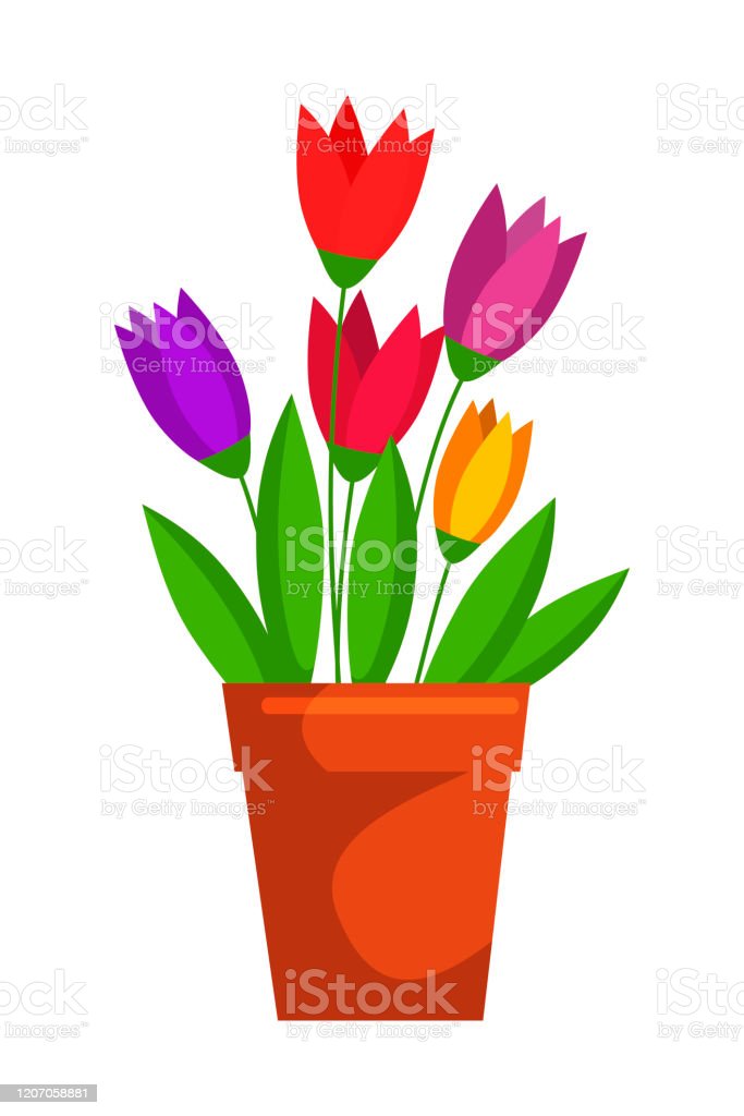 Detail Gambar Bunga Tulip Dalam Pot Nomer 52