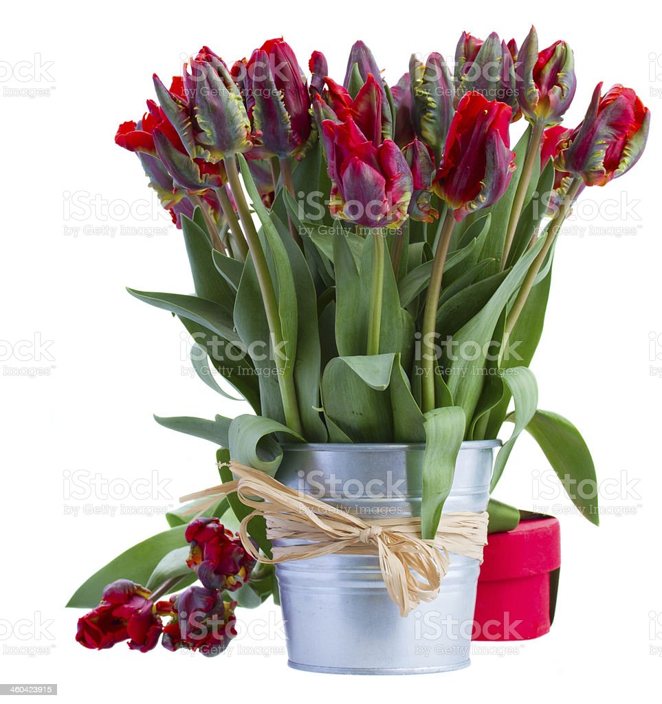 Detail Gambar Bunga Tulip Dalam Pot Nomer 54