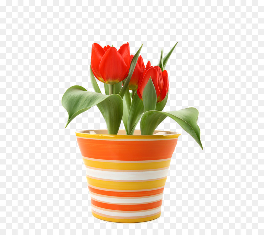 Detail Gambar Bunga Tulip Dalam Pot Nomer 55