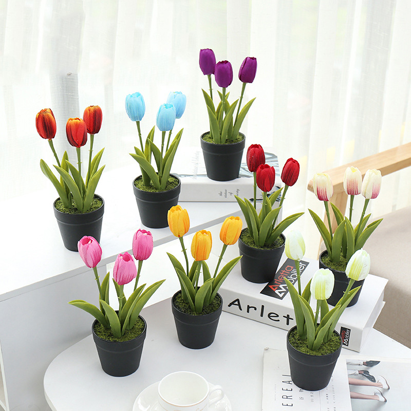 Detail Gambar Bunga Tulip Dalam Pot Nomer 9