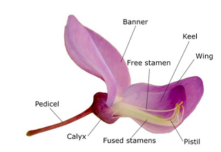 Detail Gambar Bunga Tulip Dan Bagiannya Nomer 9