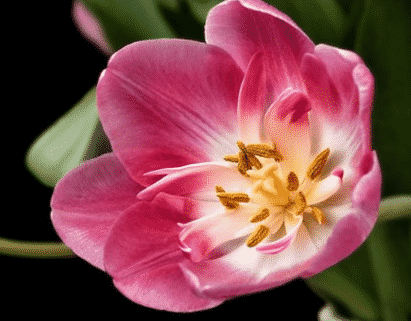 Detail Gambar Bunga Tulip Dan Bagiannya Nomer 12