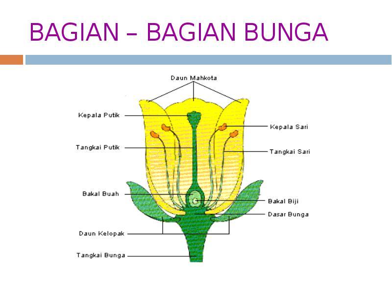 Detail Gambar Bunga Tulip Dan Bagiannya Nomer 3