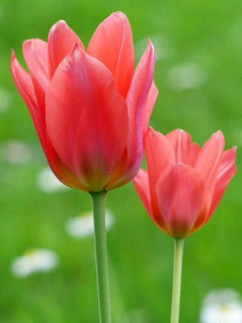 Detail Gambar Bunga Tulip Dan Warnanya Nomer 29