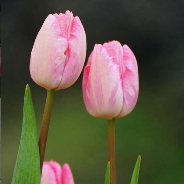 Detail Gambar Bunga Tulip Dan Warnanya Nomer 38