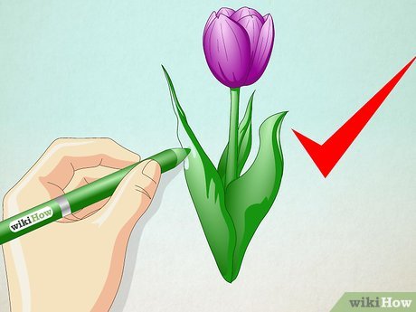Detail Gambar Bunga Tulip Dari Pensil Nomer 12