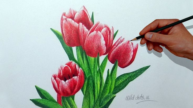 Detail Gambar Bunga Tulip Dari Pensil Nomer 17