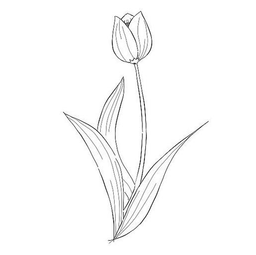 Detail Gambar Bunga Tulip Dari Pensil Nomer 21