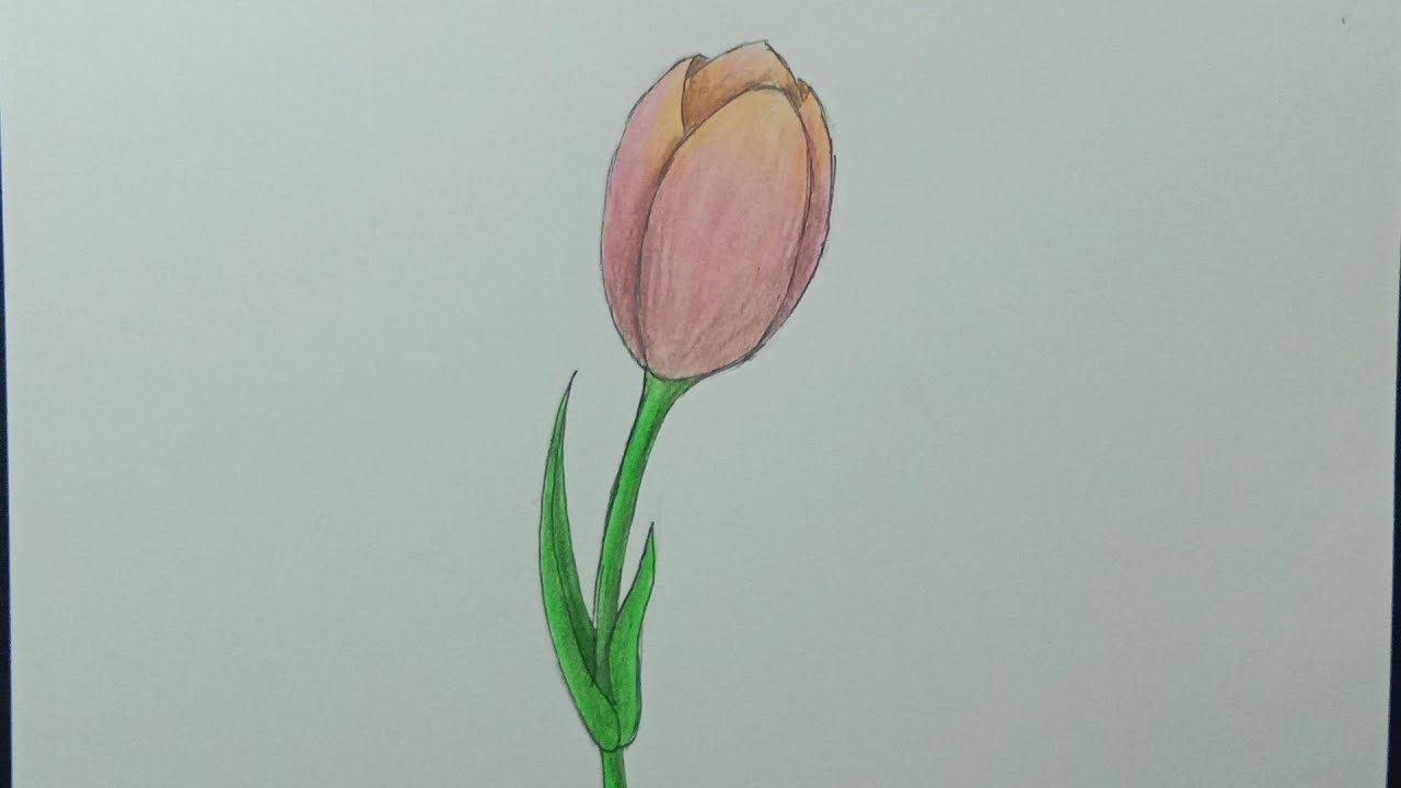 Detail Gambar Bunga Tulip Dari Pensil Nomer 22