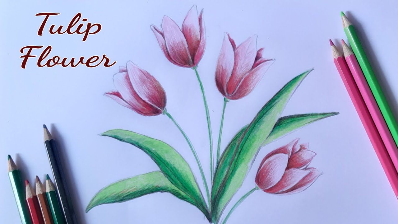 Detail Gambar Bunga Tulip Dari Pensil Nomer 23
