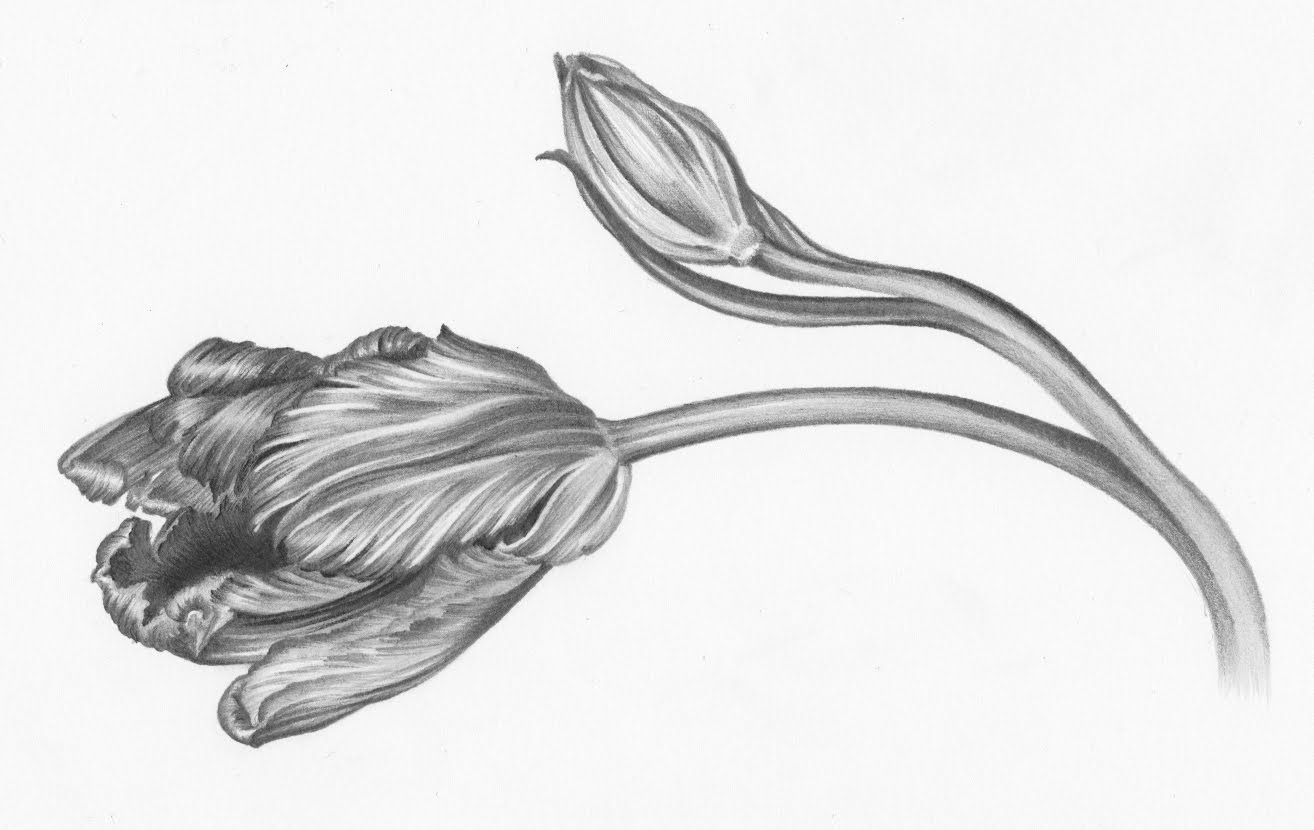 Detail Gambar Bunga Tulip Dari Pensil Nomer 24