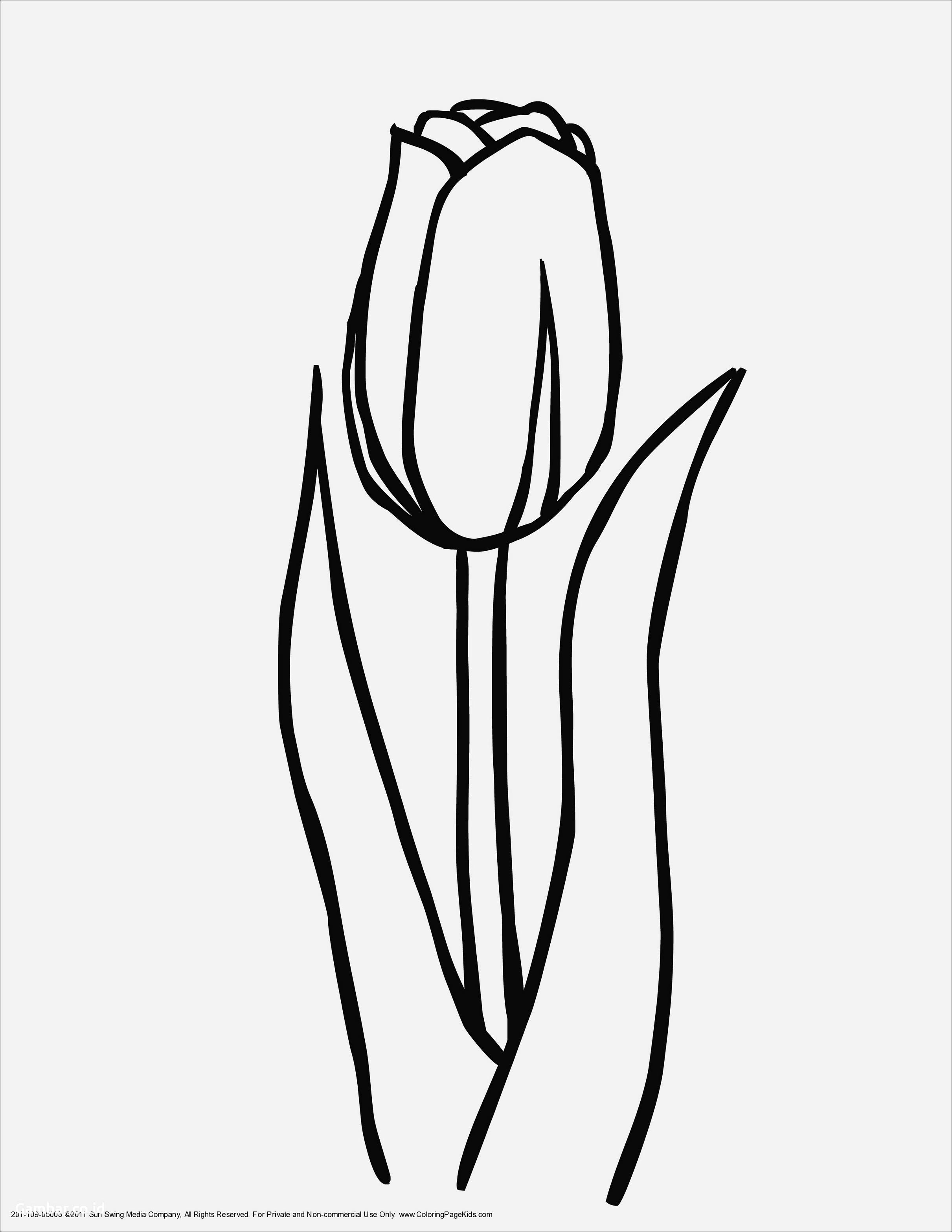 Detail Gambar Bunga Tulip Dari Pensil Nomer 34