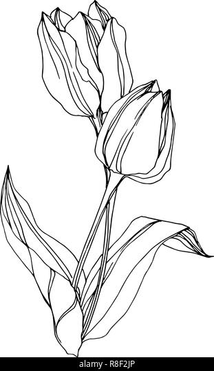 Detail Gambar Bunga Tulip Dari Pensil Nomer 35