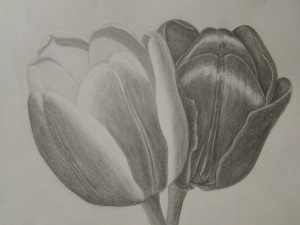 Detail Gambar Bunga Tulip Dari Pensil Nomer 36