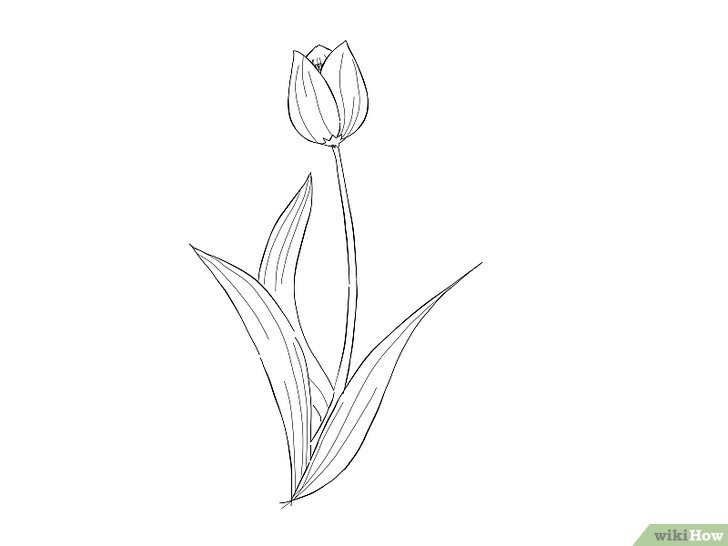 Detail Gambar Bunga Tulip Dari Pensil Nomer 37