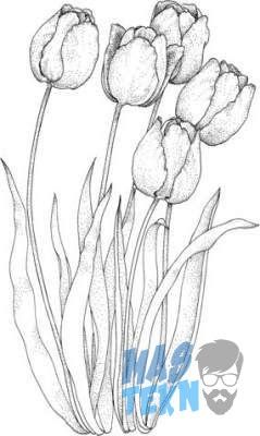 Detail Gambar Bunga Tulip Dari Pensil Nomer 51
