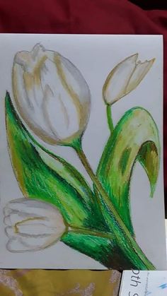 Detail Gambar Bunga Tulip Dari Pensil Nomer 53