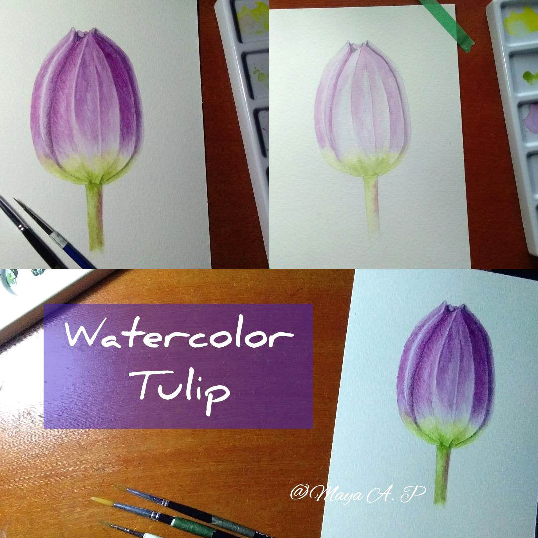 Detail Gambar Bunga Tulip Dari Pensil Nomer 55