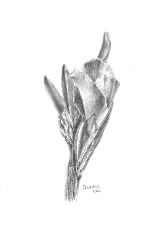 Detail Gambar Bunga Tulip Dari Pensil Nomer 56