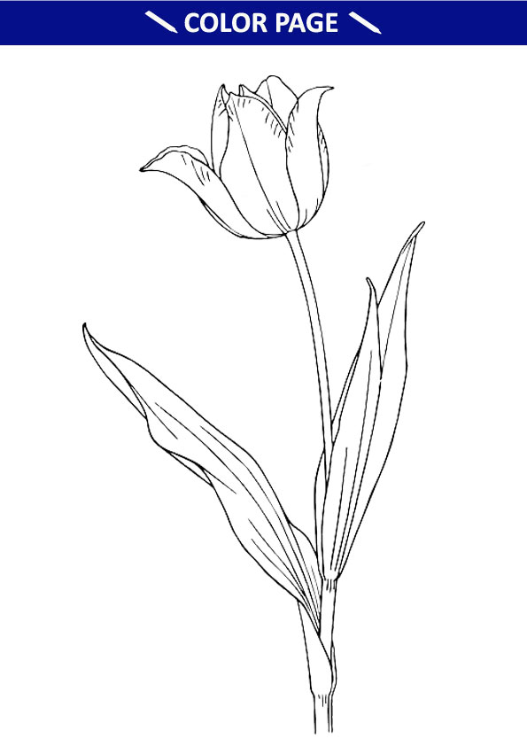 Detail Gambar Bunga Tulip Dari Pensil Nomer 10