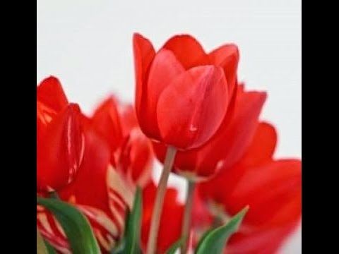 Detail Gambar Bunga Tulip Dari Sedotan Nomer 19