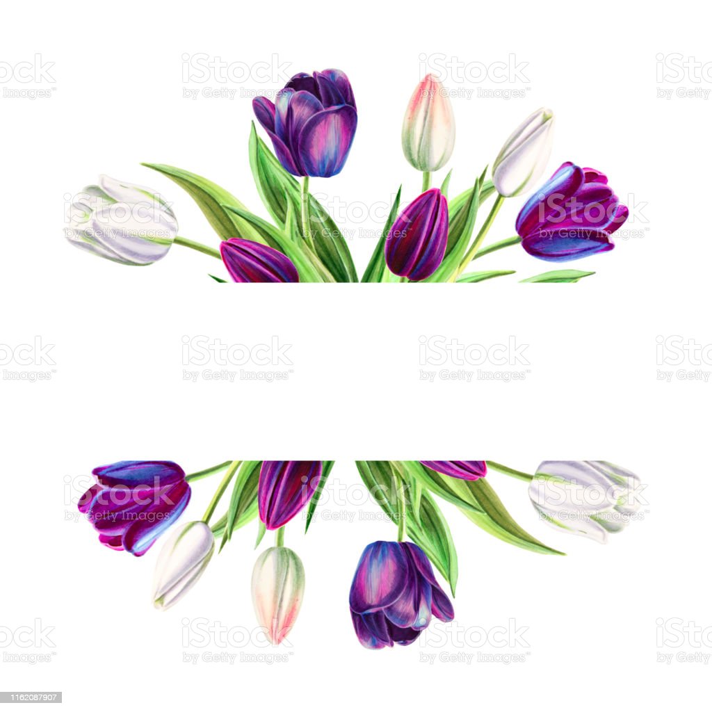 Detail Gambar Bunga Tulip Hitam Putih Nomer 33