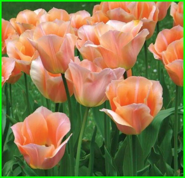Detail Gambar Bunga Tulip Indah Nomer 28