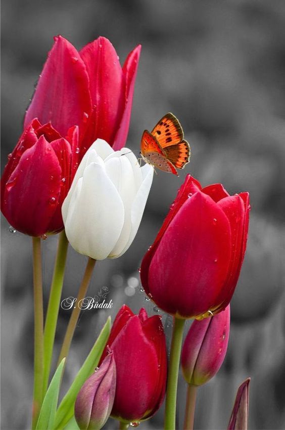Detail Gambar Bunga Tulip Indah Nomer 6