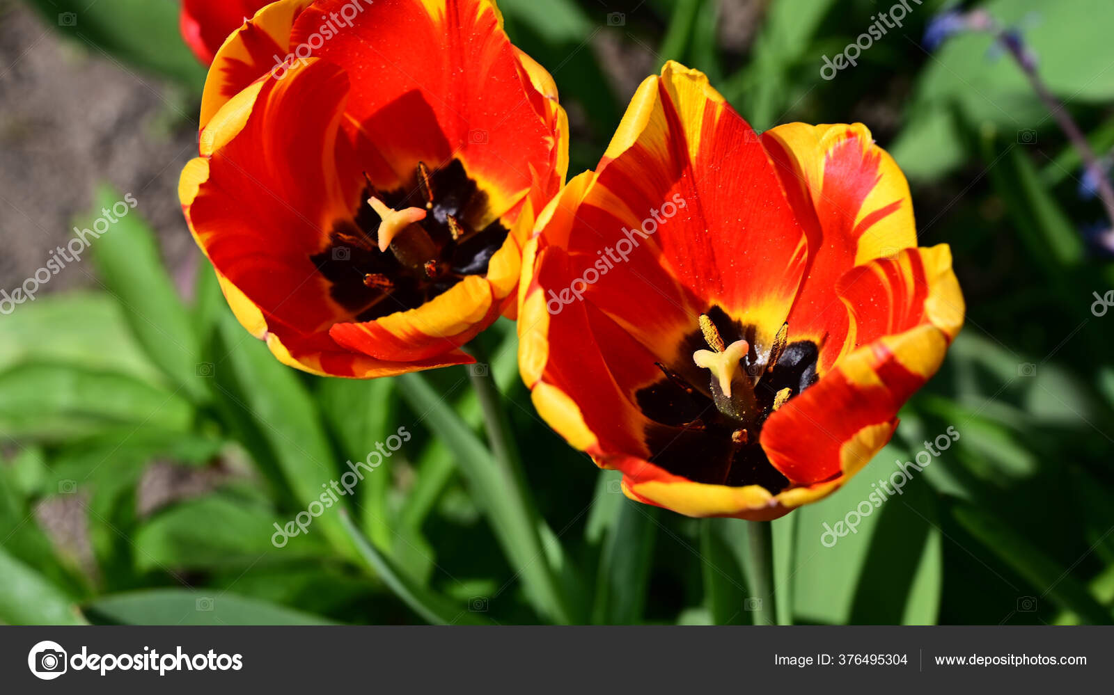 Detail Gambar Bunga Tulip Indah Nomer 47