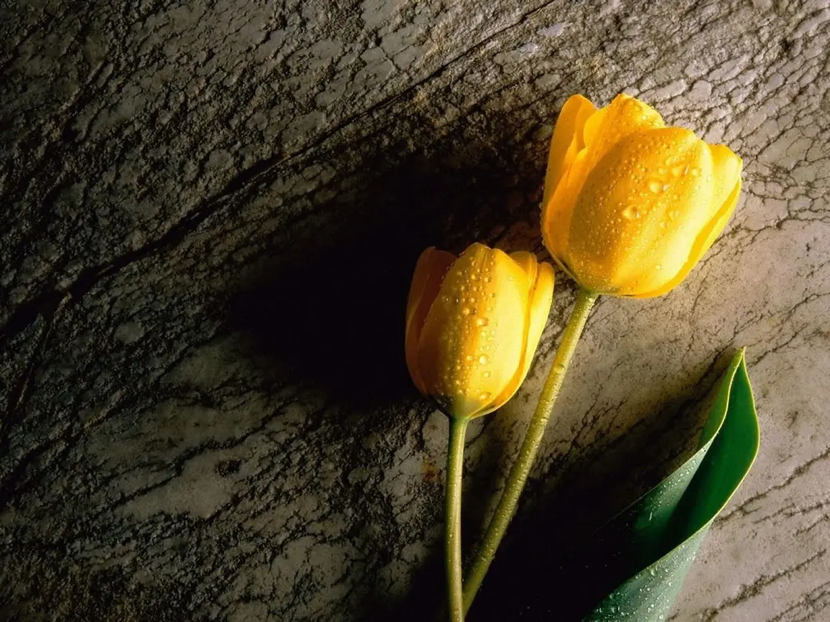 Detail Gambar Bunga Tulip Kuning Nomer 3