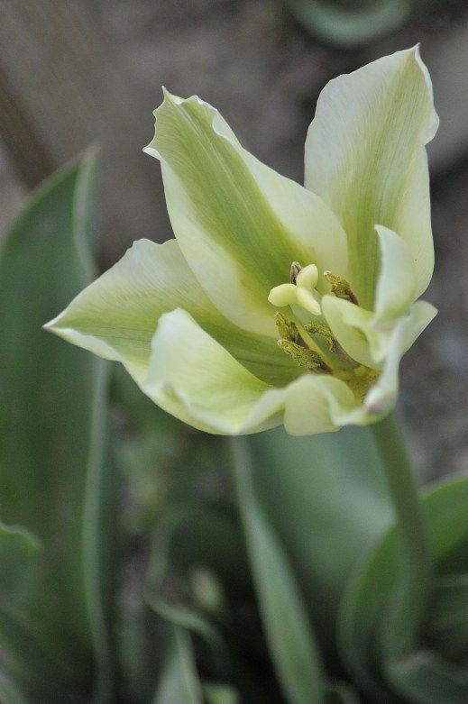 Detail Gambar Bunga Tulip Mawar Nomer 20