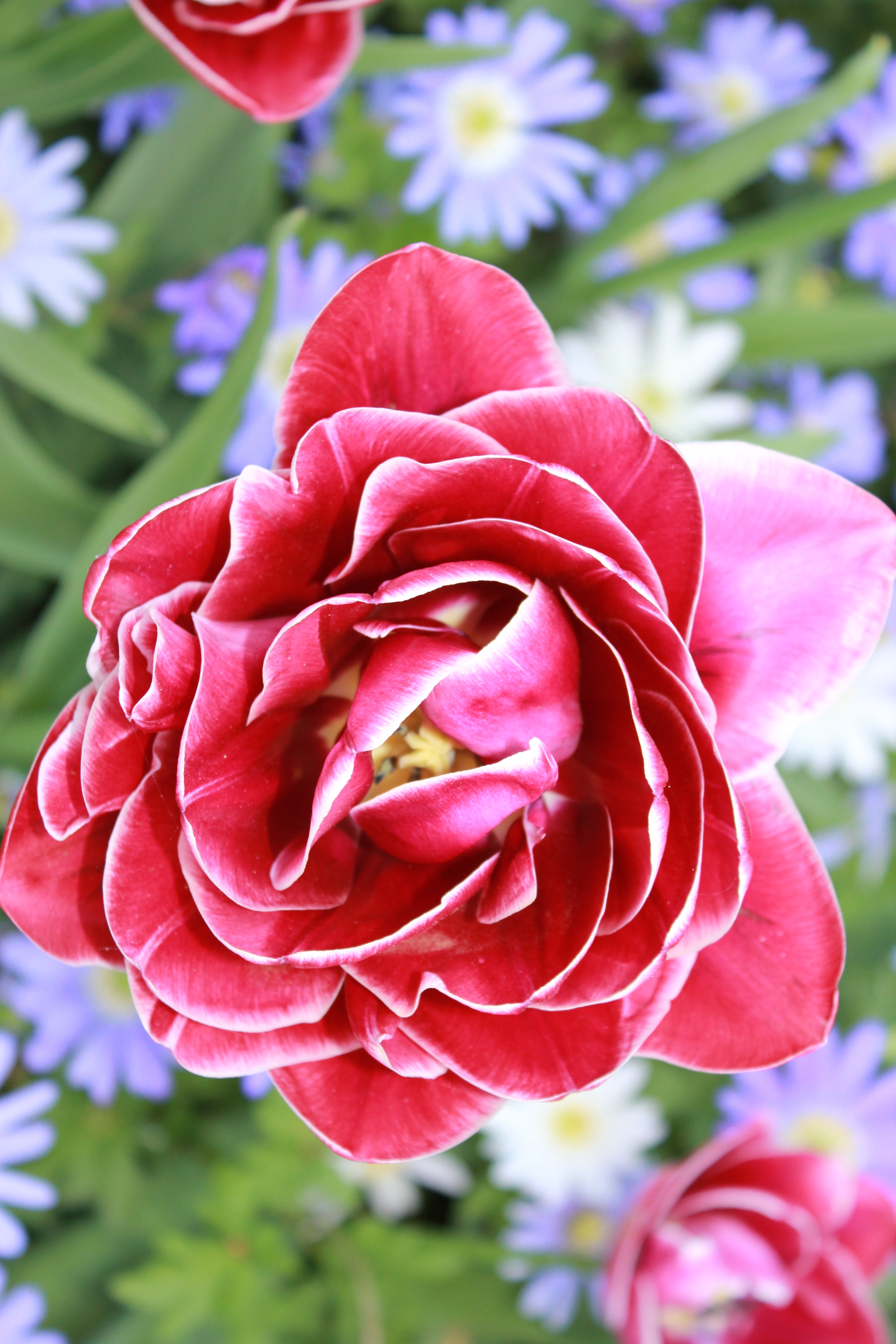 Detail Gambar Bunga Tulip Mawar Nomer 4