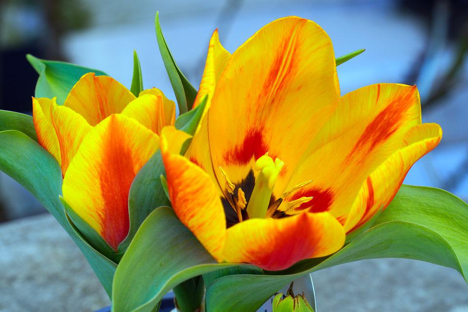 Gambar Bunga Tulip Mekar - KibrisPDR