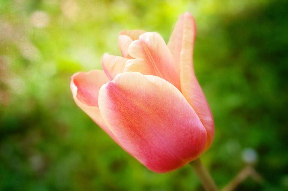 Detail Gambar Bunga Tulip Mekar Nomer 12