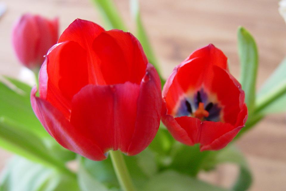 Detail Gambar Bunga Tulip Mekar Nomer 15