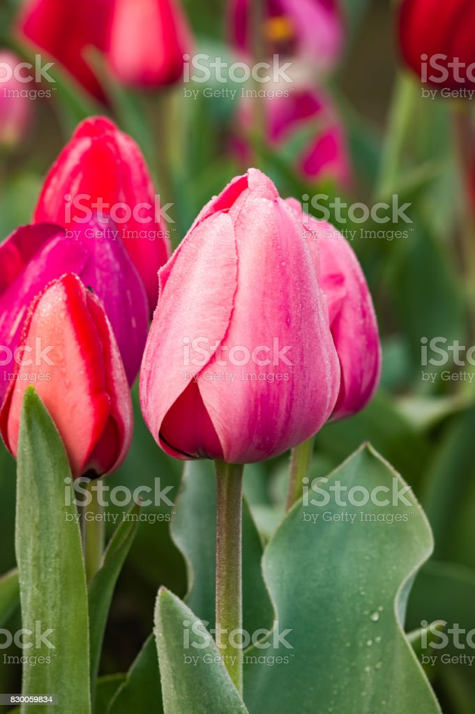 Detail Gambar Bunga Tulip Mekar Nomer 52