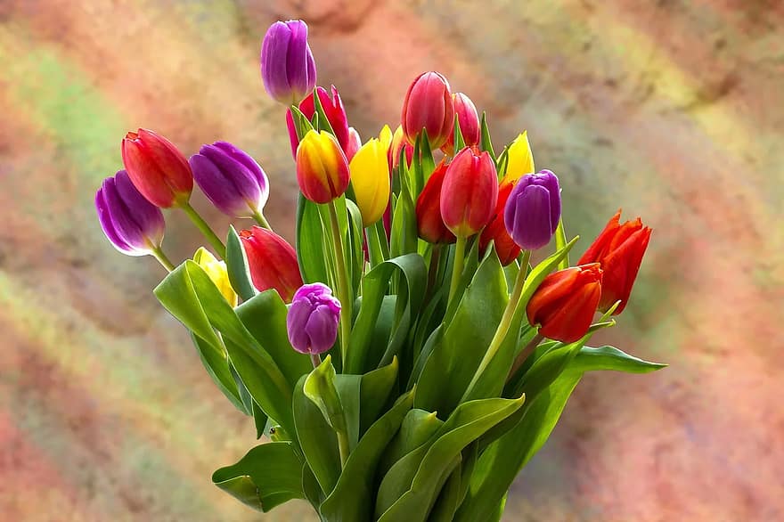 Detail Gambar Bunga Tulip Mekar Nomer 54
