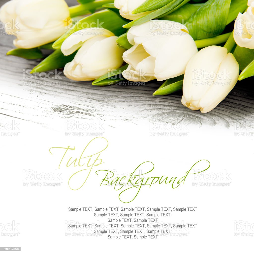 Detail Gambar Bunga Tulip Mekar Nomer 57