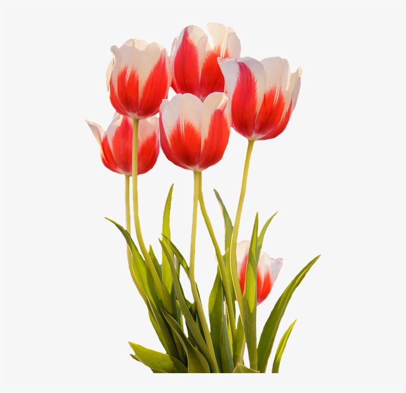 Detail Gambar Bunga Tulip Merah Nomer 13