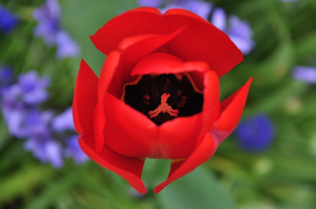 Detail Gambar Bunga Tulip Merah Nomer 24