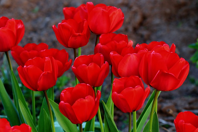Detail Gambar Bunga Tulip Merah Nomer 5